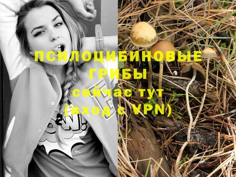 Галлюциногенные грибы MAGIC MUSHROOMS  Дорогобуж 